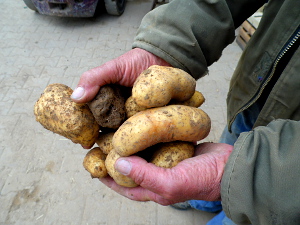 Kartoffeln