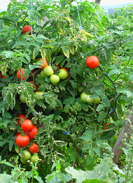 Tomaten